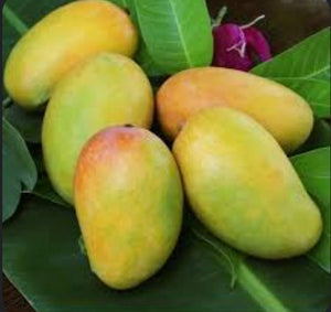 *Grafted Mango Tree 3 Gallons