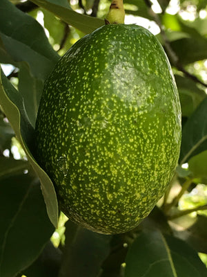 Grafted Avocado Tree 3 Gallon (13 Varieties)