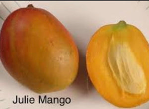 *Grafted Mango Tree 3 Gallons