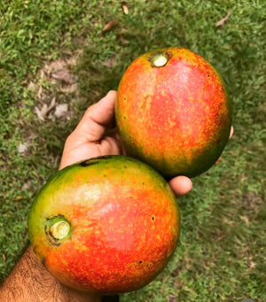 Avocado Fruit from our famous collection (Unfortunately Avocado fruit is on California's do not ship from Florida list)