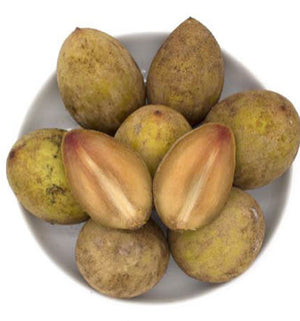 Grafted Sapodilla aka Nispero Tree 1 Gallon (8 Varieties)