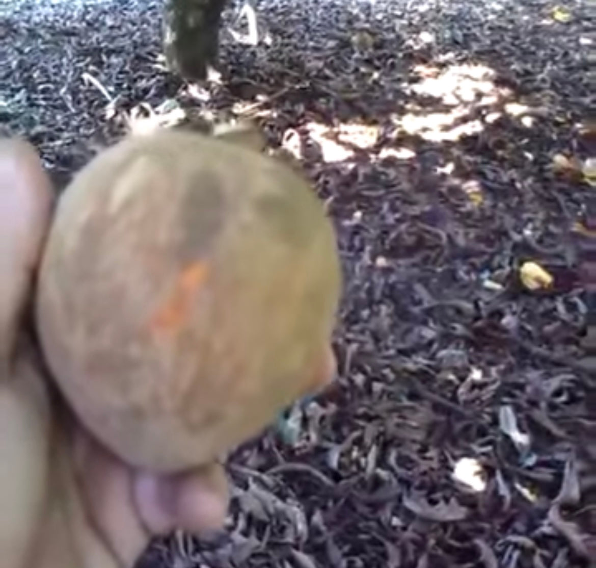 Grafted Mamey Sapote 1 Gallon