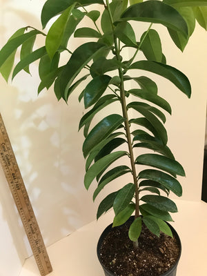 Grafted Guanabana aka Soursop Tree 3 Gallon Pot