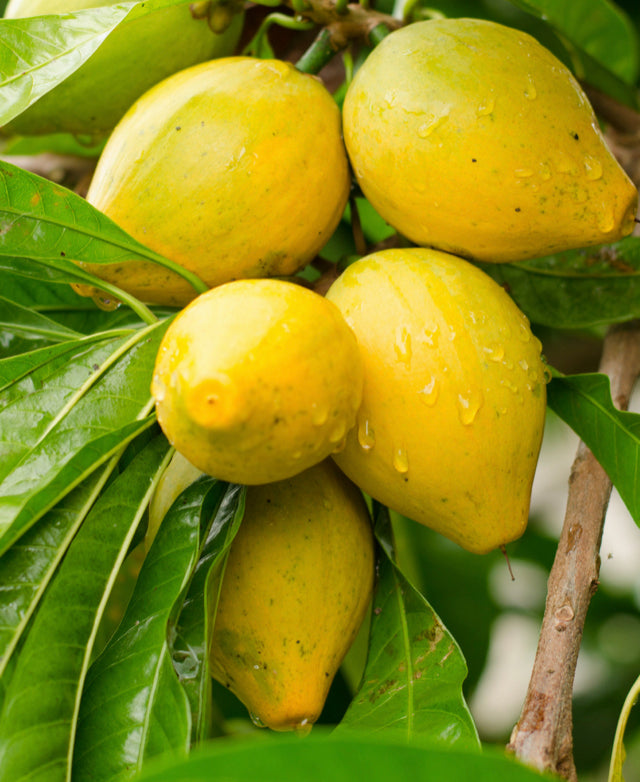 Grafted Canistel Tree aka Egg Fruit 3 Gallon pot (5 varieties)