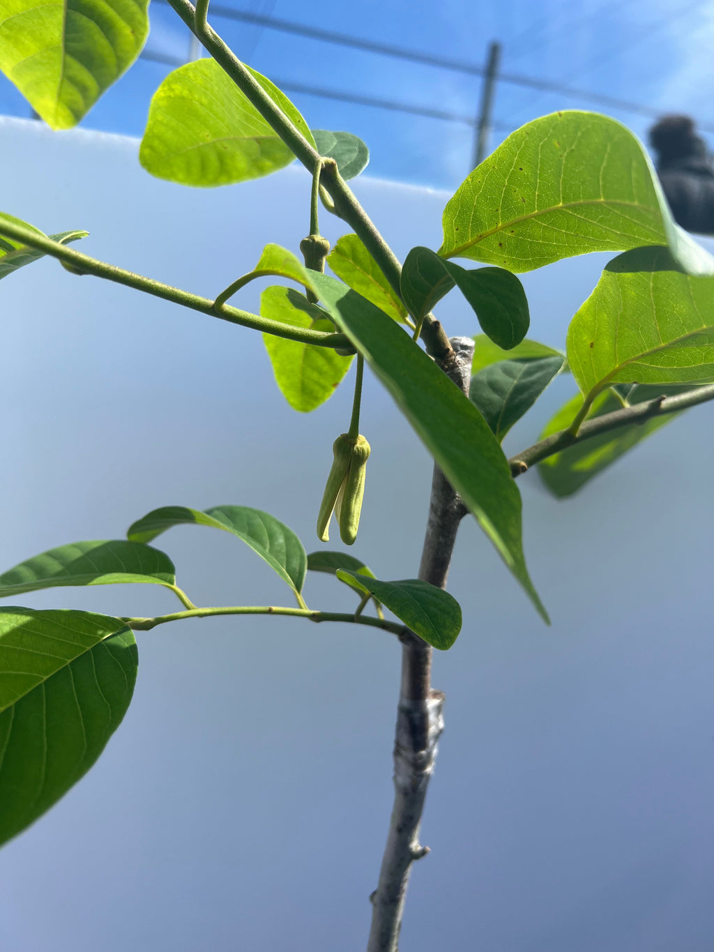 Grafted Atemoya Tree and more 3 Gallon Container