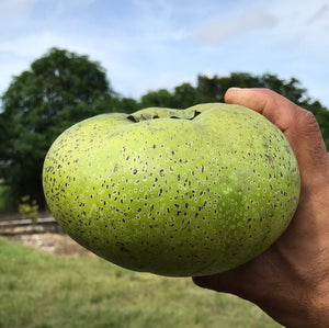 Grafted Black Sapote aka Chocolate Pudding Fruit 3 Gallon Pot (4 varieties)