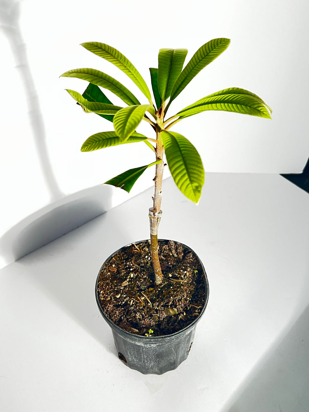 Grafted Mamey Sapote 1 Gallon