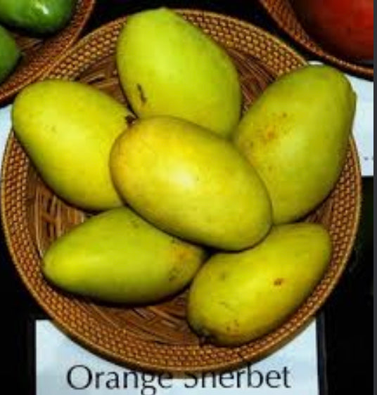 *Grafted MANGO TREE 1 GALLON (70+ VARIETIES WOW!)