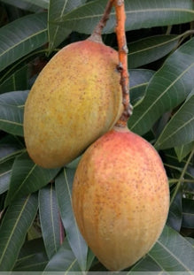 *Grafted MANGO TREE 1 GALLON (70+ VARIETIES WOW!)