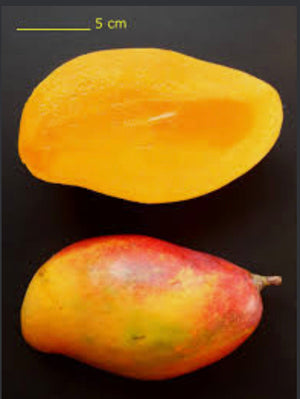 *Grafted MANGO TREE 1 GALLON (70+ VARIETIES WOW!)