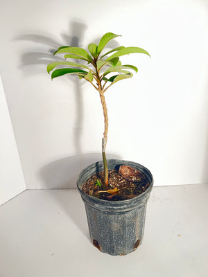 Grafted Green Sapote 1 Gallon