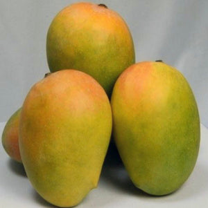 *Grafted MANGO TREE 1 GALLON (70+ VARIETIES WOW!)