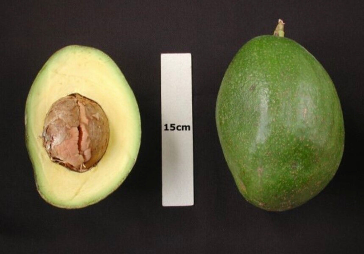 Avocado Fruit from our famous collection (Unfortunately Avocado fruit is on California's do not ship from Florida list)