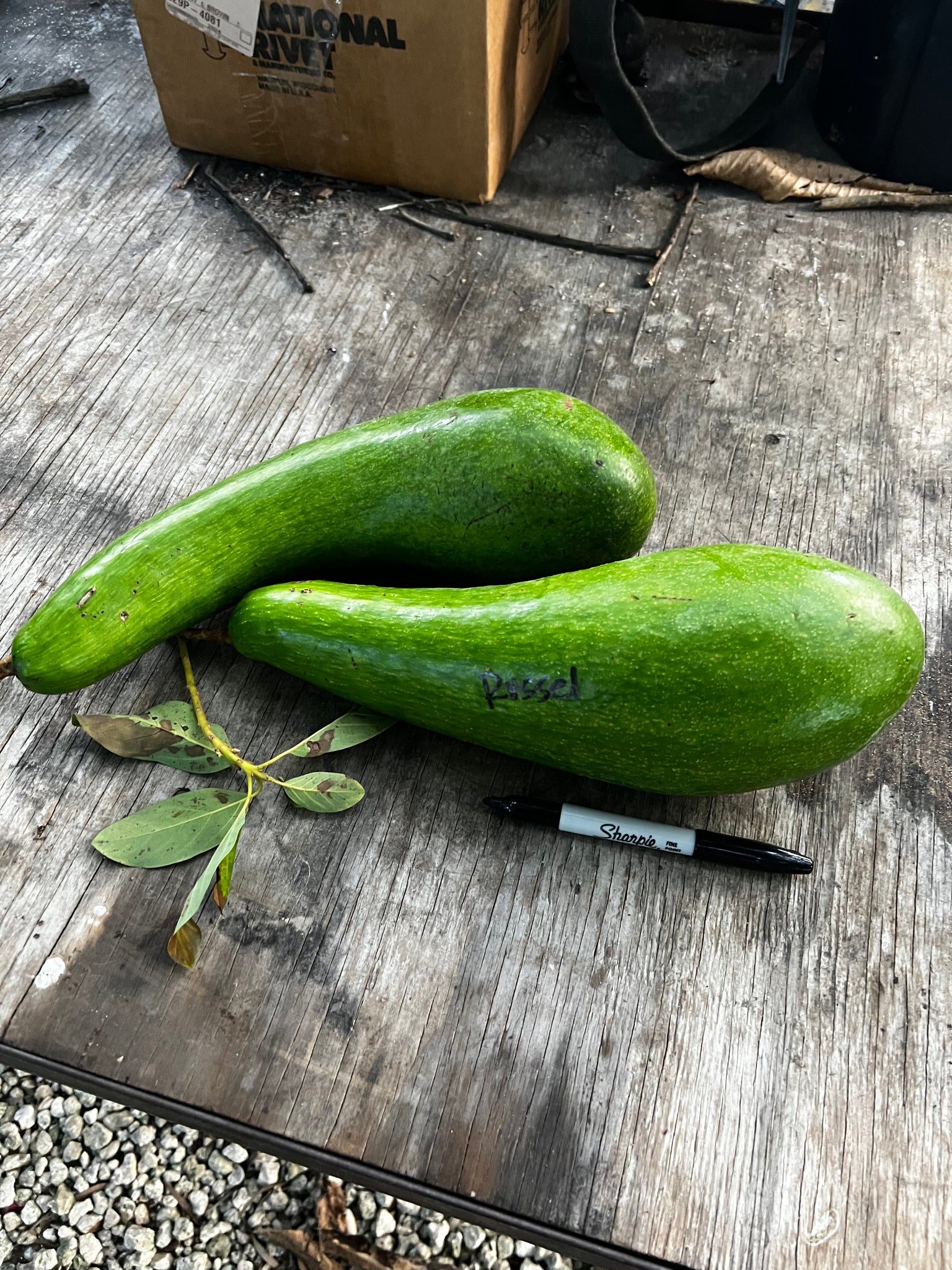 Avocado Fruit from our famous collection (Unfortunately Avocado fruit is on California's do not ship from Florida list)