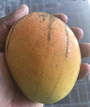 *Grafted MANGO TREE 1 GALLON (70+ VARIETIES WOW!)