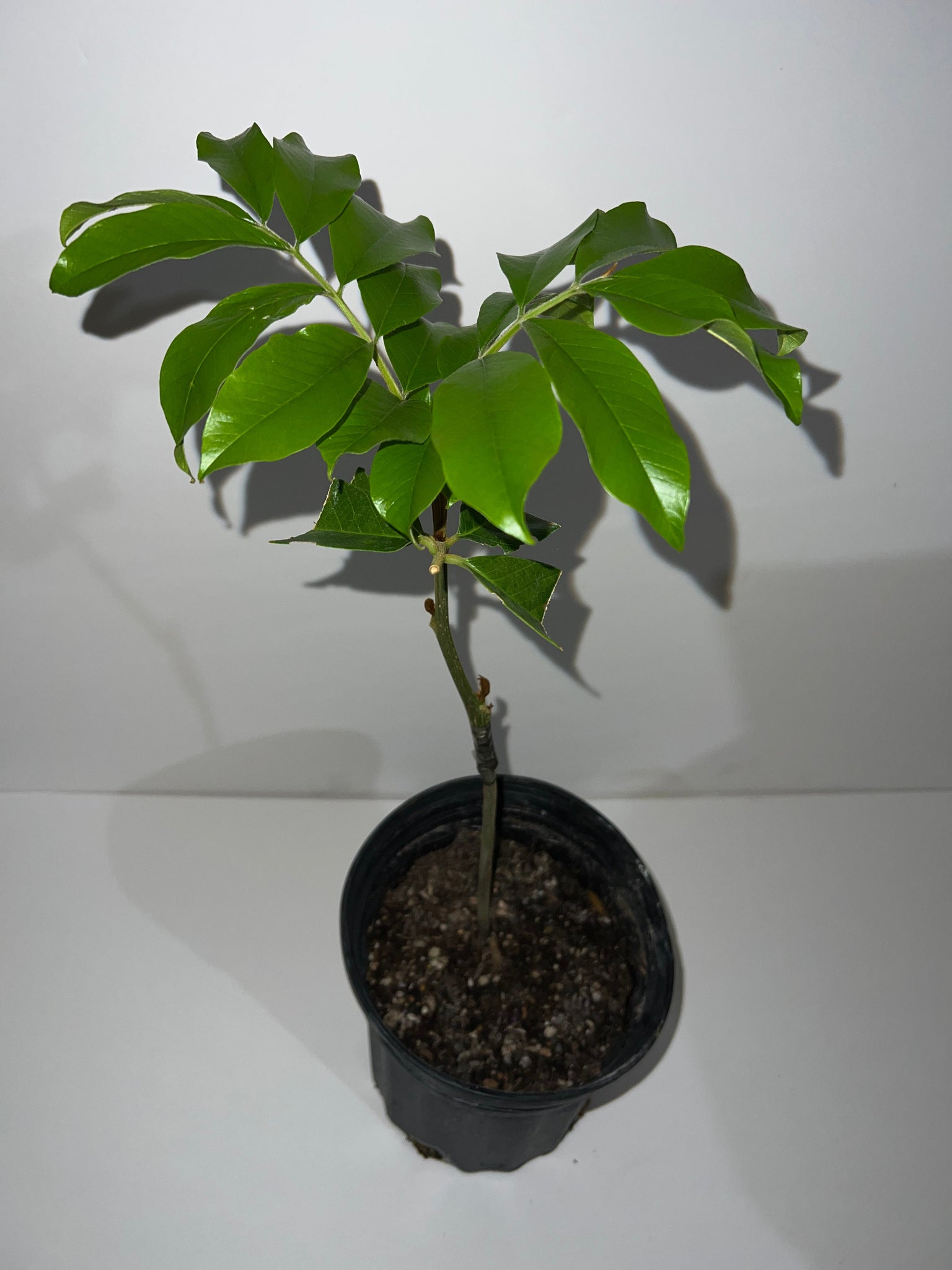 Grafted Akee Tree 1 GALLON CONTAINER