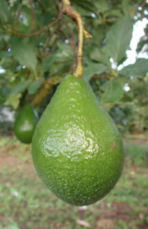 Grafted Avocado Tree 1 gallon (30 varieties!)