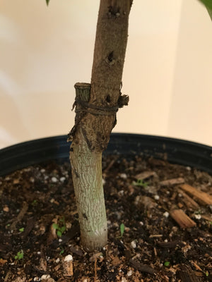 Grafted Guanabana aka Soursop Tree 3 Gallon Pot