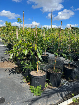 Grafted Sapodilla Tree 3 Gallon Pot