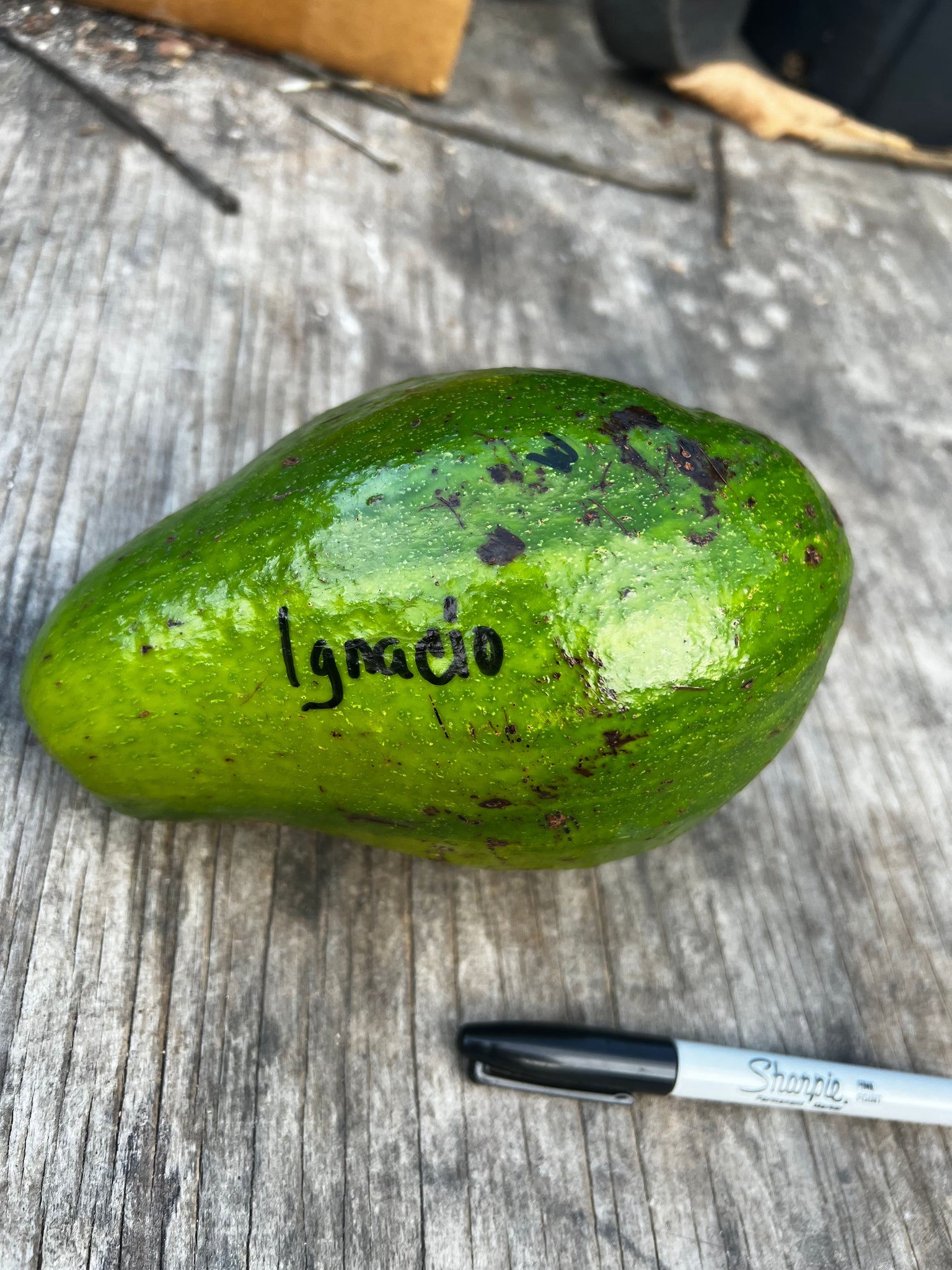 Avocado Fruit from our famous collection (Unfortunately Avocado fruit is on California's do not ship from Florida list)