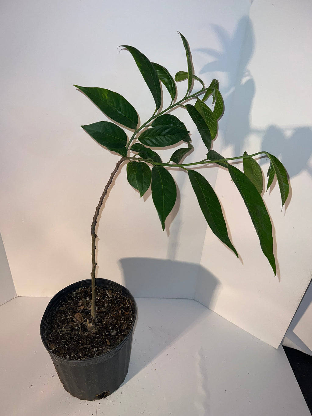 Grafted Custard Apple Tree 3 Gallon Pot