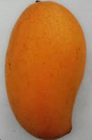 *Grafted Mango Tree 3 Gallons