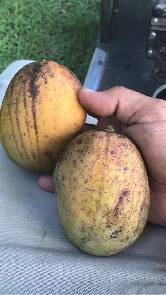 *Grafted MANGO TREE 1 GALLON (70+ VARIETIES WOW!)