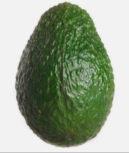 Grafted Avocado Tree 1 gallon (30 varieties!)