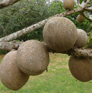 Grafted Mamey Sapote 1 Gallon