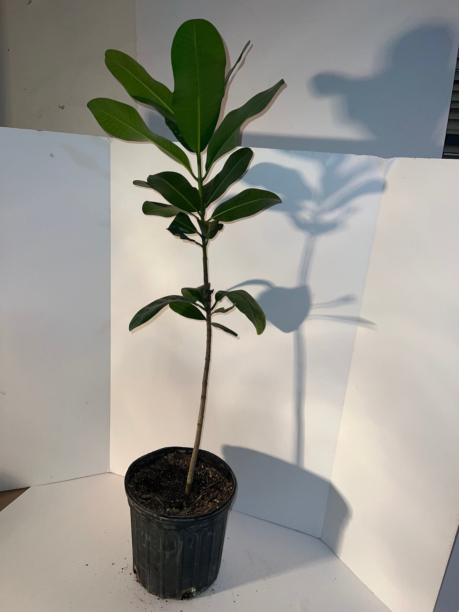 Grafted Mammea Americana Tree 3 Gallon Pot