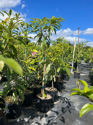 Grafted Sapodilla Tree 3 Gallon Pot