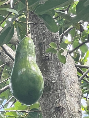 Avocado Fruit from our famous collection (Unfortunately Avocado fruit is on California's do not ship from Florida list)