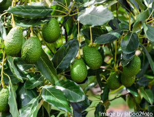 Grafted Avocado Tree 1 gallon (30 varieties!)