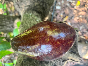 Grafted Avocado Tree 1 gallon (30 varieties!)