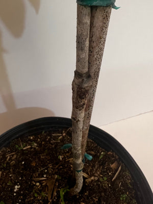 Grafted Sapodilla aka Nispero Tree 3 Gallons