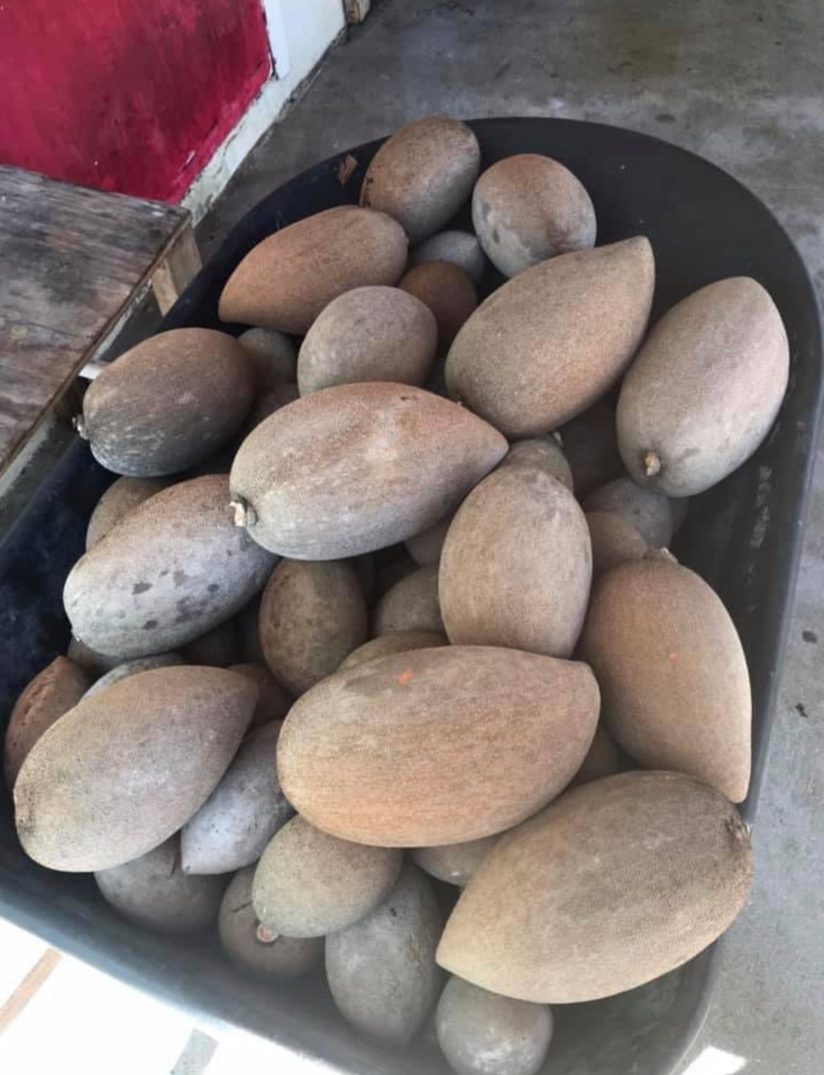 Grafted Mamey Sapote Tree 3 Gallon Pot