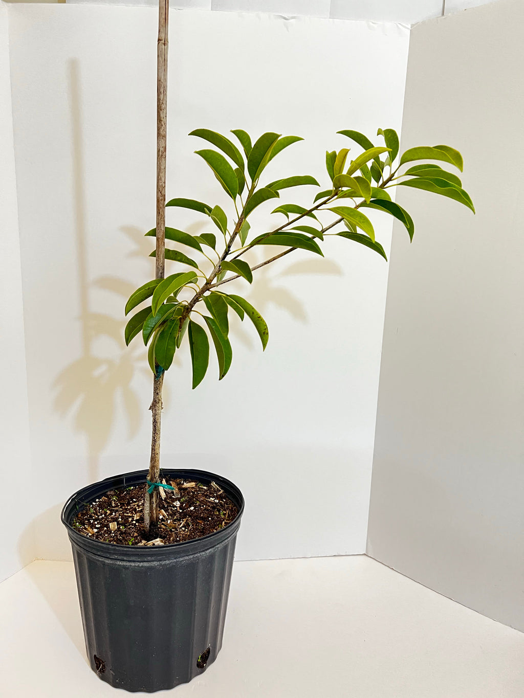 Grafted Sapodilla aka Nispero Tree 3 Gallons