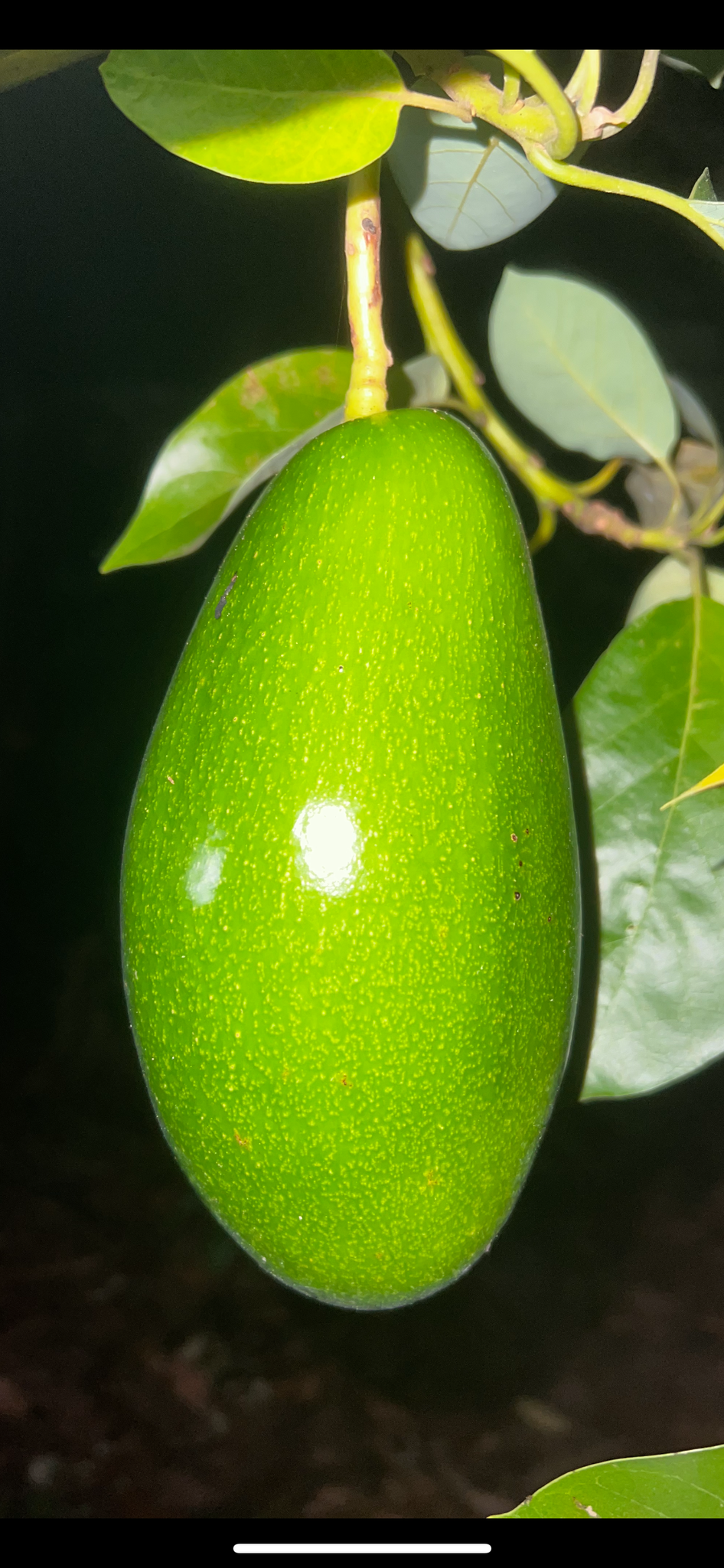 Avocado Fruit from our famous collection (Unfortunately Avocado fruit is on California's do not ship from Florida list)