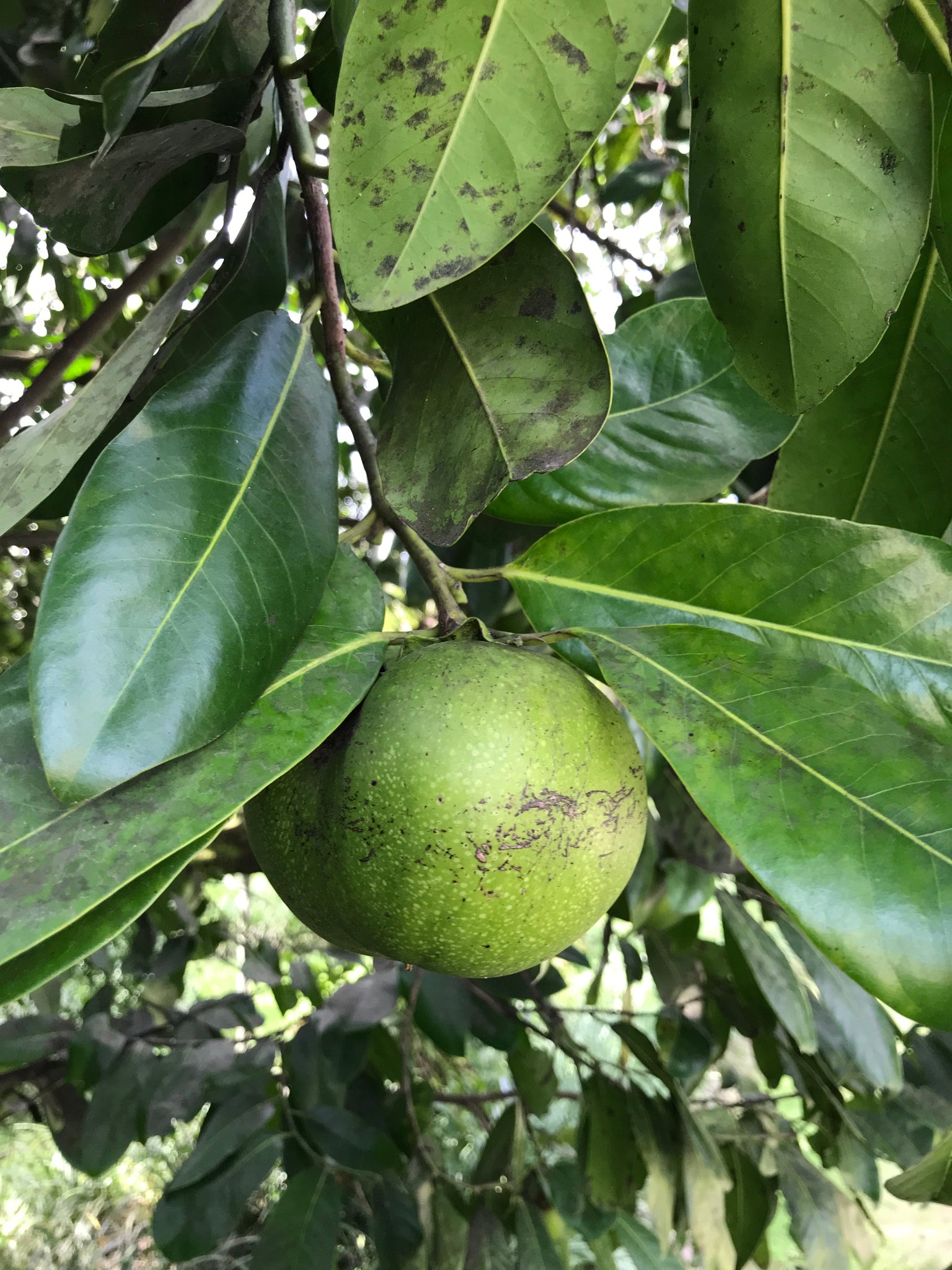 Grafted Black Sapote Tree AKA Chocolate Pudding Fruit 1 Gallon (4 Varieties)