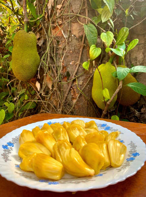 Grafted Jackfruit tree aka Jaca 1 Gallon (11 Varieties)