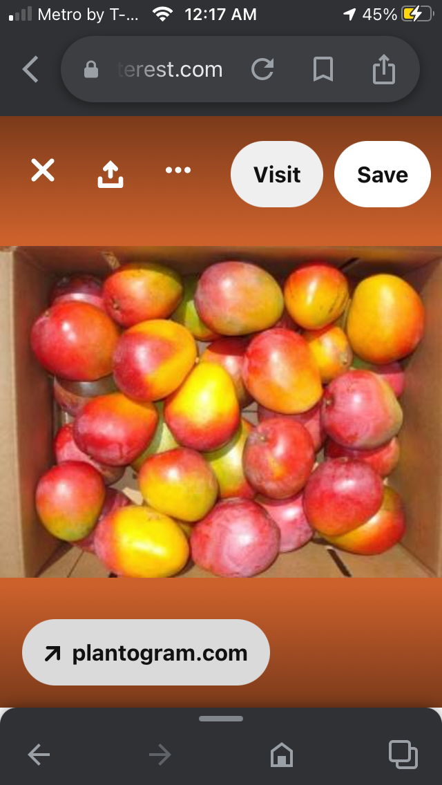 *Grafted MANGO TREE 1 GALLON (70+ VARIETIES WOW!)