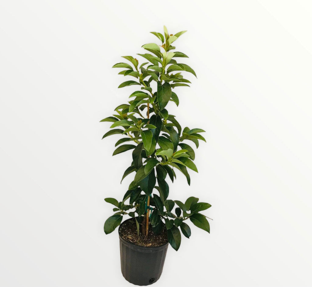 Grafted Avocado Tree 3 Gallon (13 Varieties)