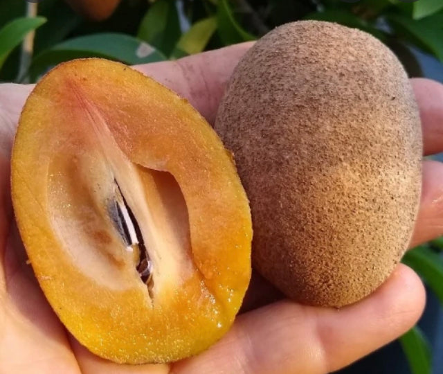 Grafted Sapodilla aka Nispero Tree 1 Gallon (8 Varieties)