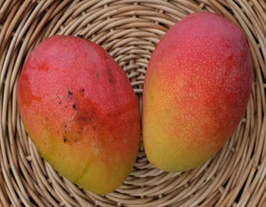 *Grafted MANGO TREE 1 GALLON (70+ VARIETIES WOW!)