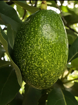 Grafted Avocado Tree 1 gallon (30 varieties!)