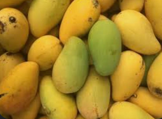 *Grafted Mango Tree 3 Gallons