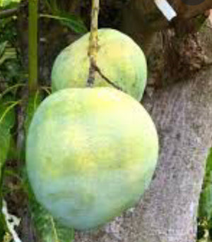 *Grafted MANGO TREE 1 GALLON (70+ VARIETIES WOW!)