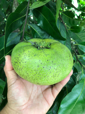 Grafted Black Sapote Tree AKA Chocolate Pudding Fruit 1 Gallon (4 Varieties)