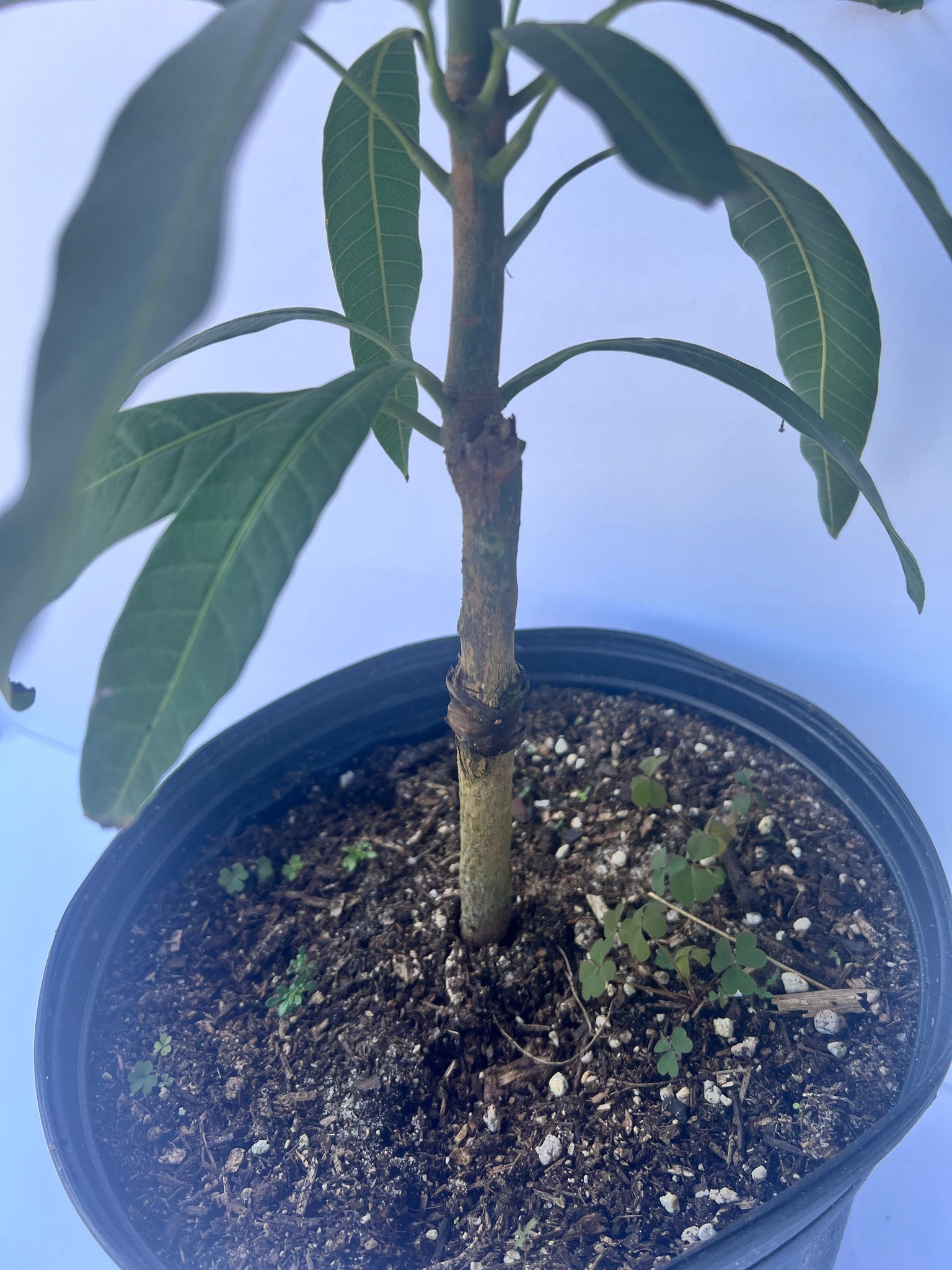 *Grafted Mango Tree 3 Gallons