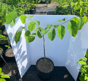 Grafted Atemoya Tree and more 3 Gallon Container